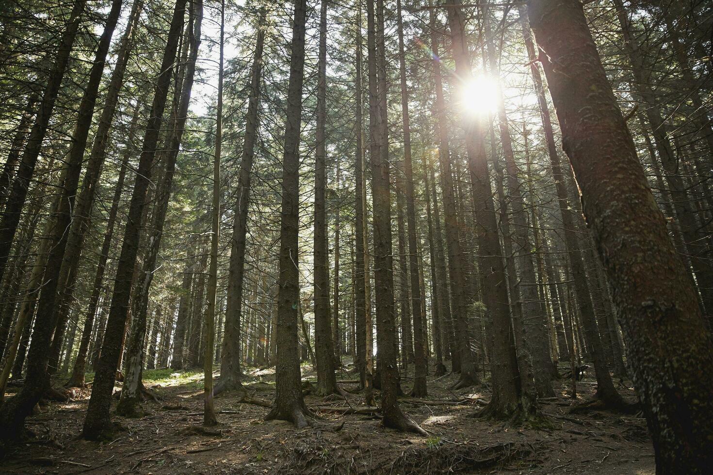 rays of the sun between conifers photo