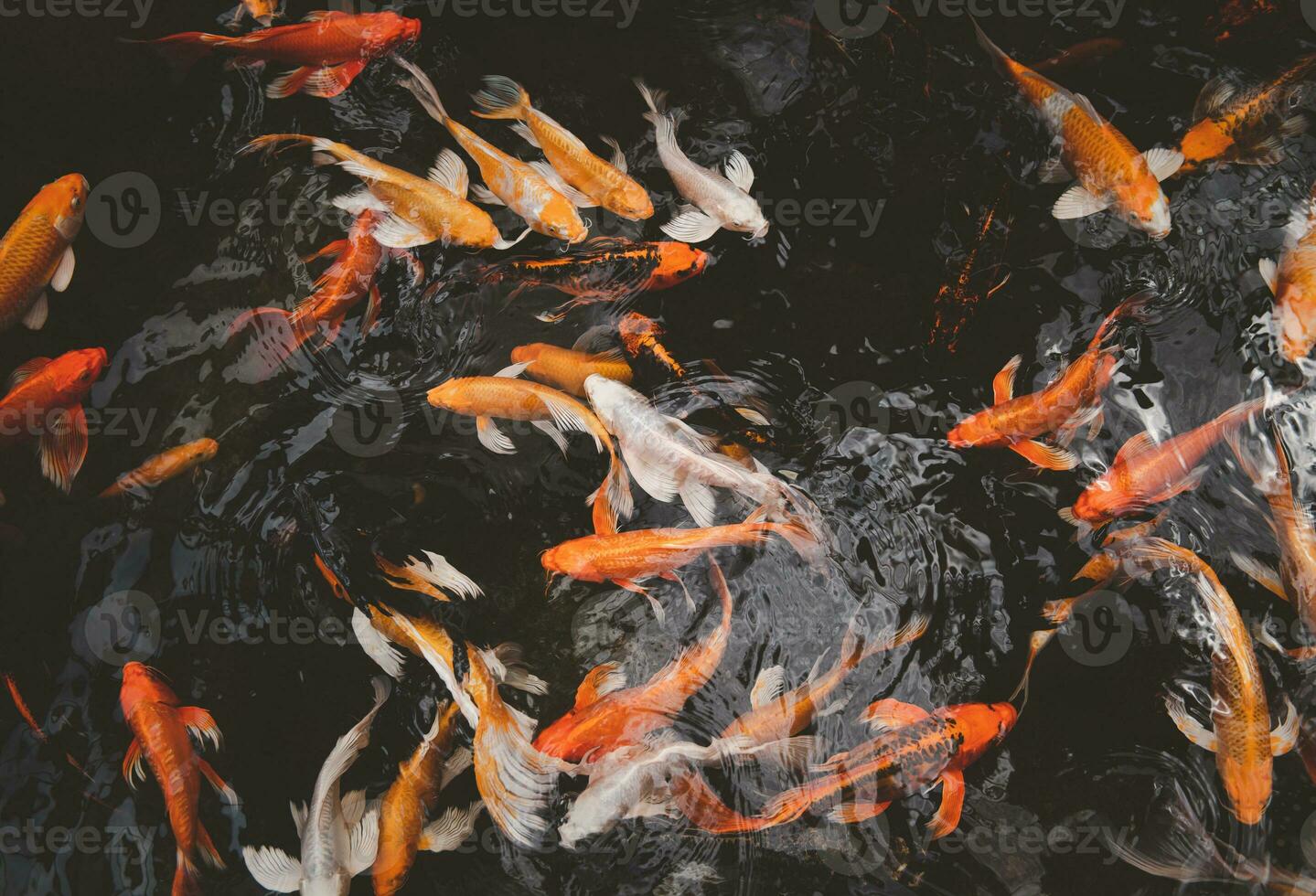 Fancy carp, Mirror carp or Koi fish swimming in the pond, photo