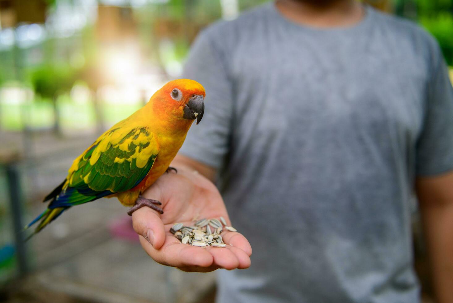 A lovebird is eating dry sunflower seeds in hand. photo