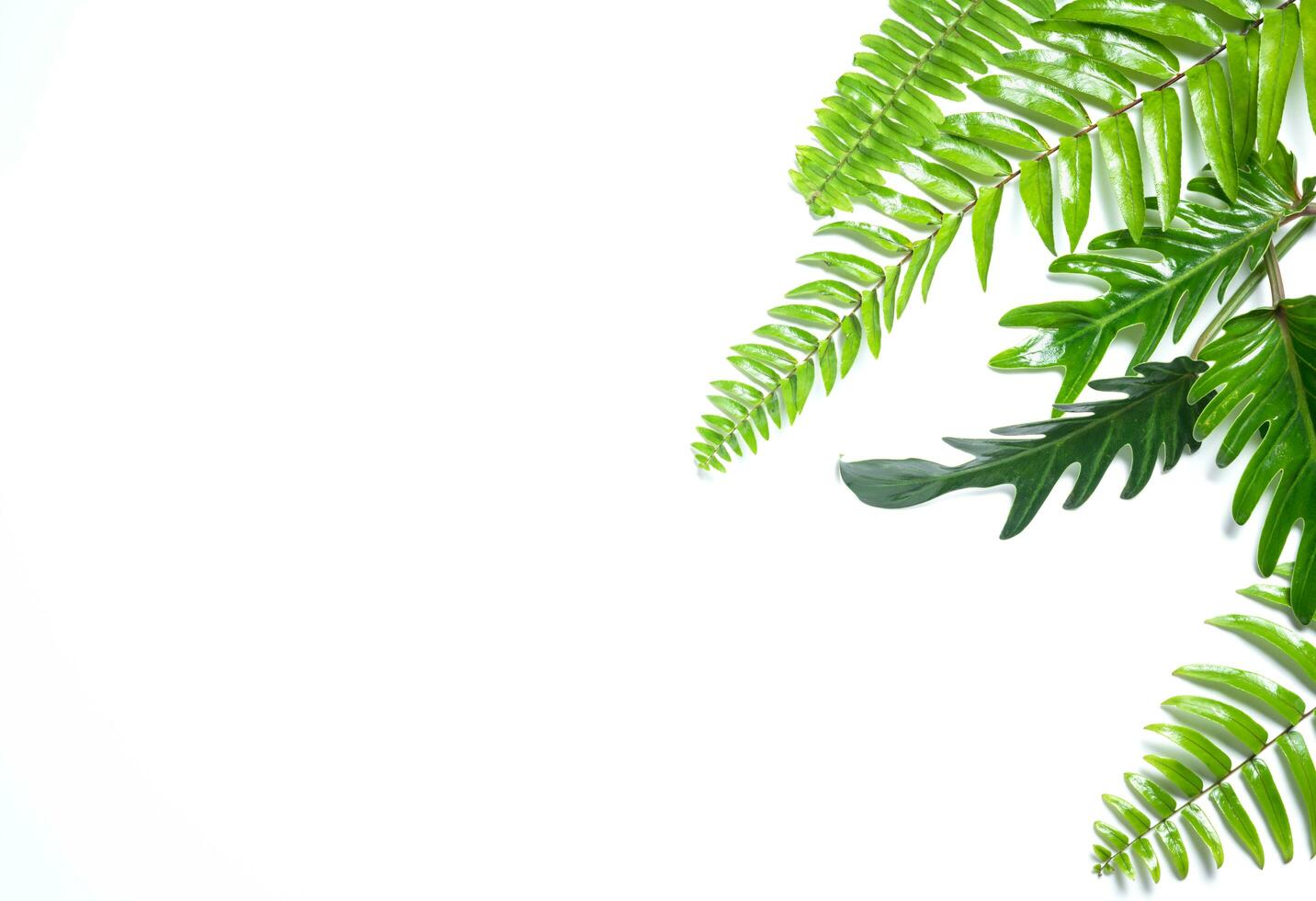 Philodendron Xanadu and fern leaves isolated photo