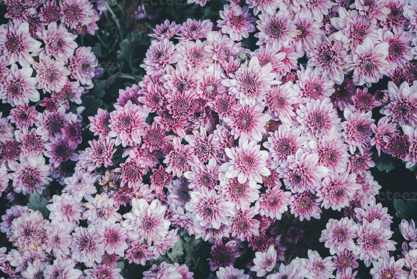 Pink Chrysanthemum flower on vintage tone, photo
