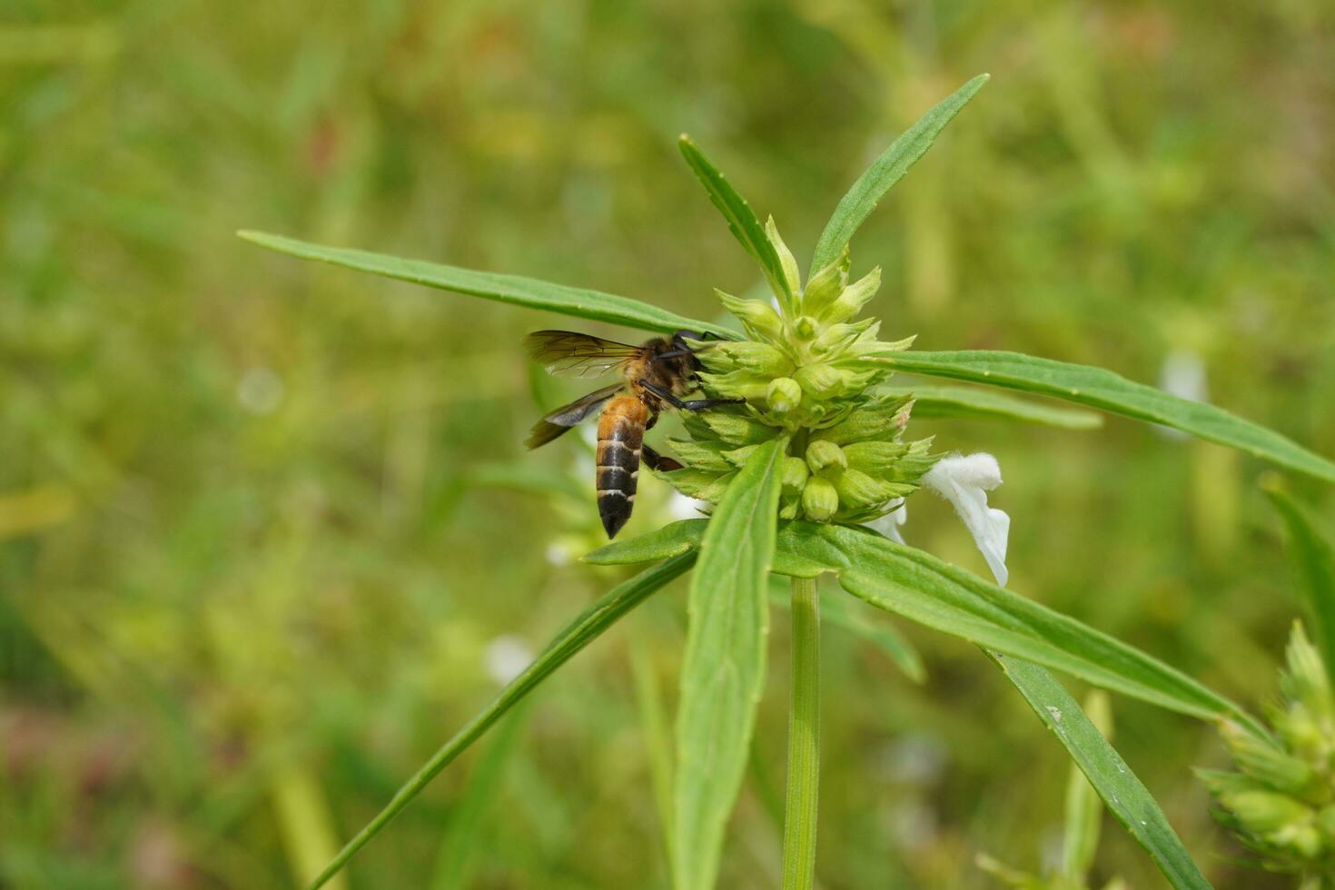 bee on a flower photo