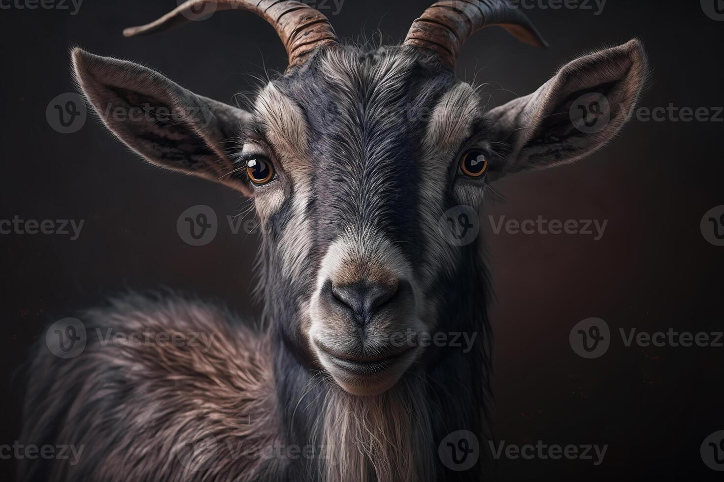 Goat. Studio portrait of domestic cattle animal looking at camera. photo