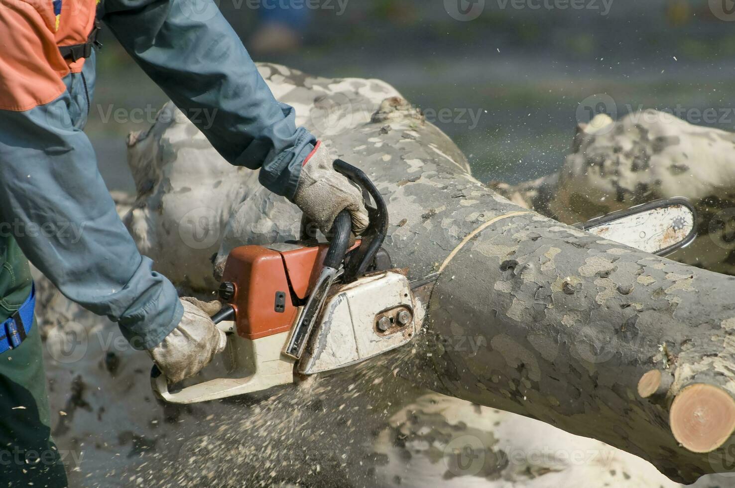 Woodman sawing trunk photo