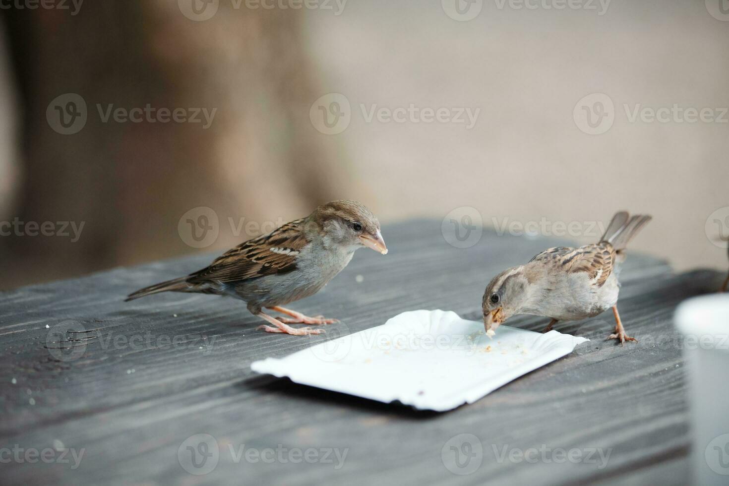 House sparrows eating crumbs photo