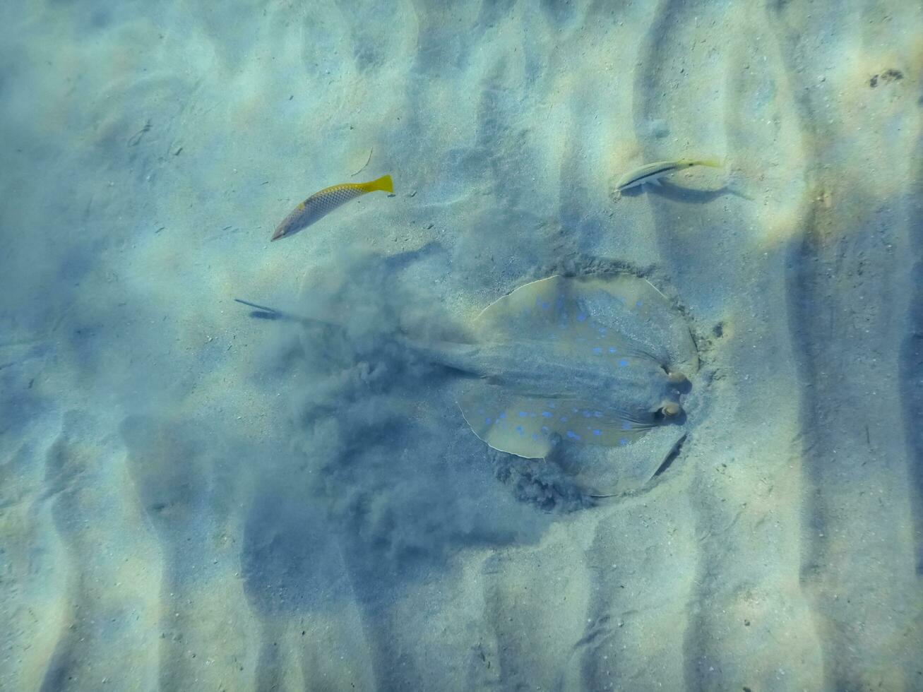 blue spotted stingray digs into the sand at the sandy seabed photo