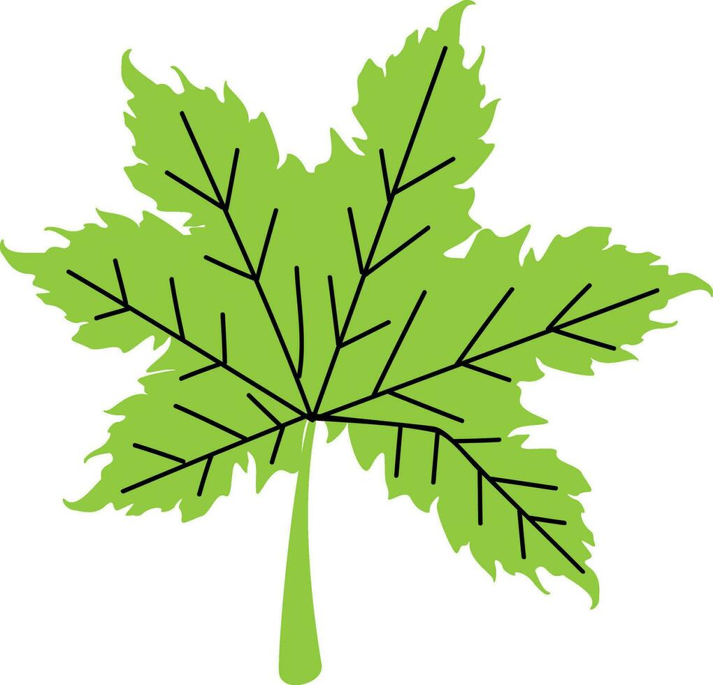Illustration of a maple leaf. vector