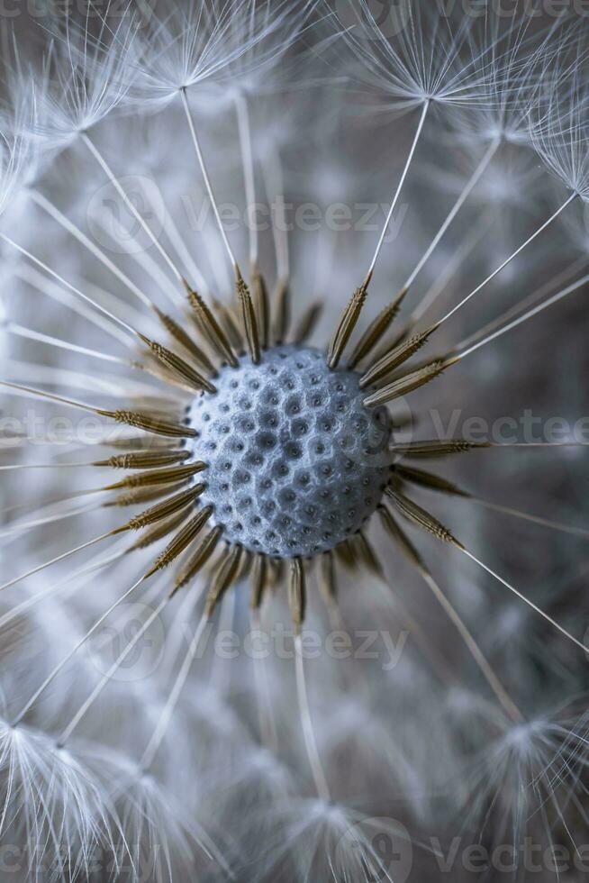 beautiful dandelion flower in springtime, blue and white background photo