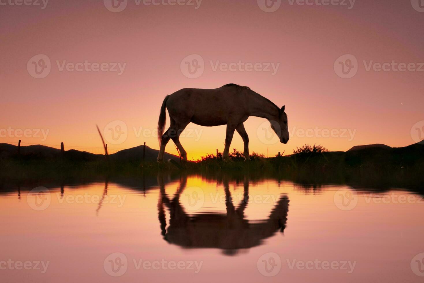 horse silhouette in the countryside and beautiful sunset background photo