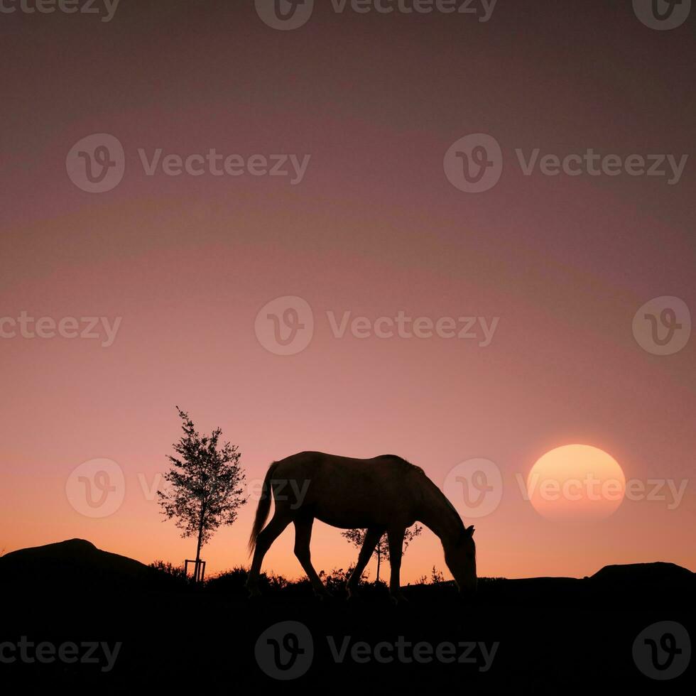 horse silhouette in the countryside and beautiful sunset background photo