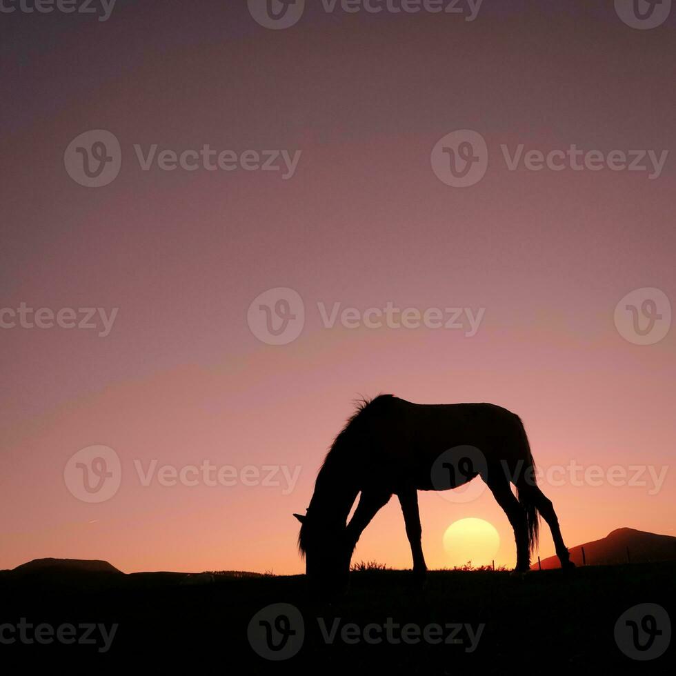 silueta de caballo en el campo y hermoso fondo de puesta de sol foto