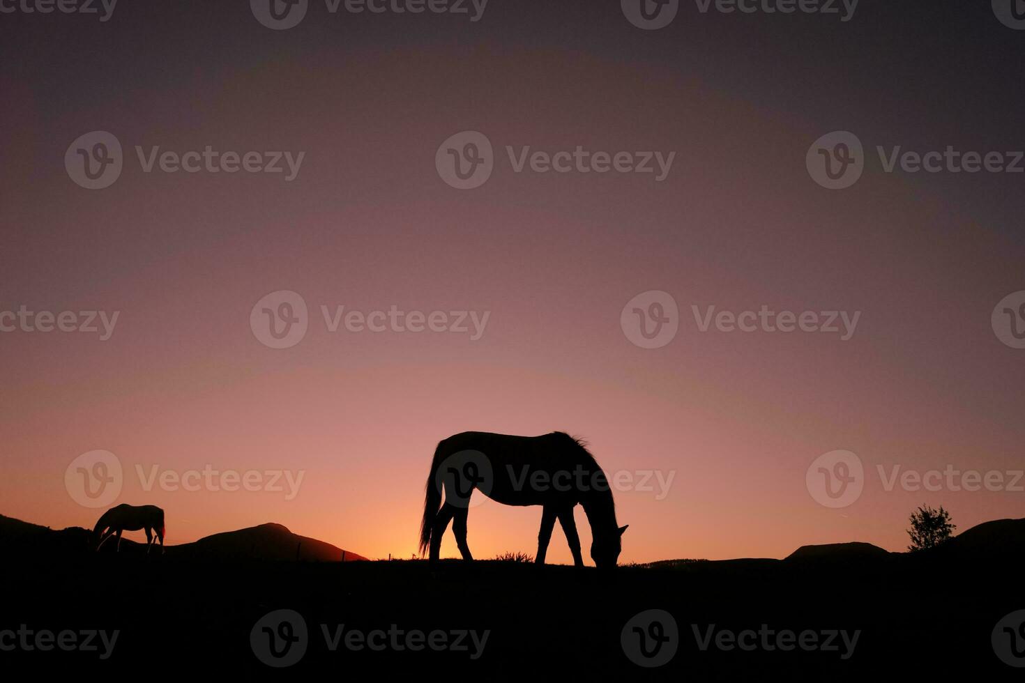 horse silhouette in the countryside and beautiful sunset background photo