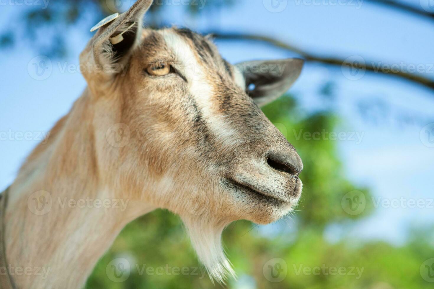 Portrait of a goat with horns on the street in the village. The happy life of goats in the country photo