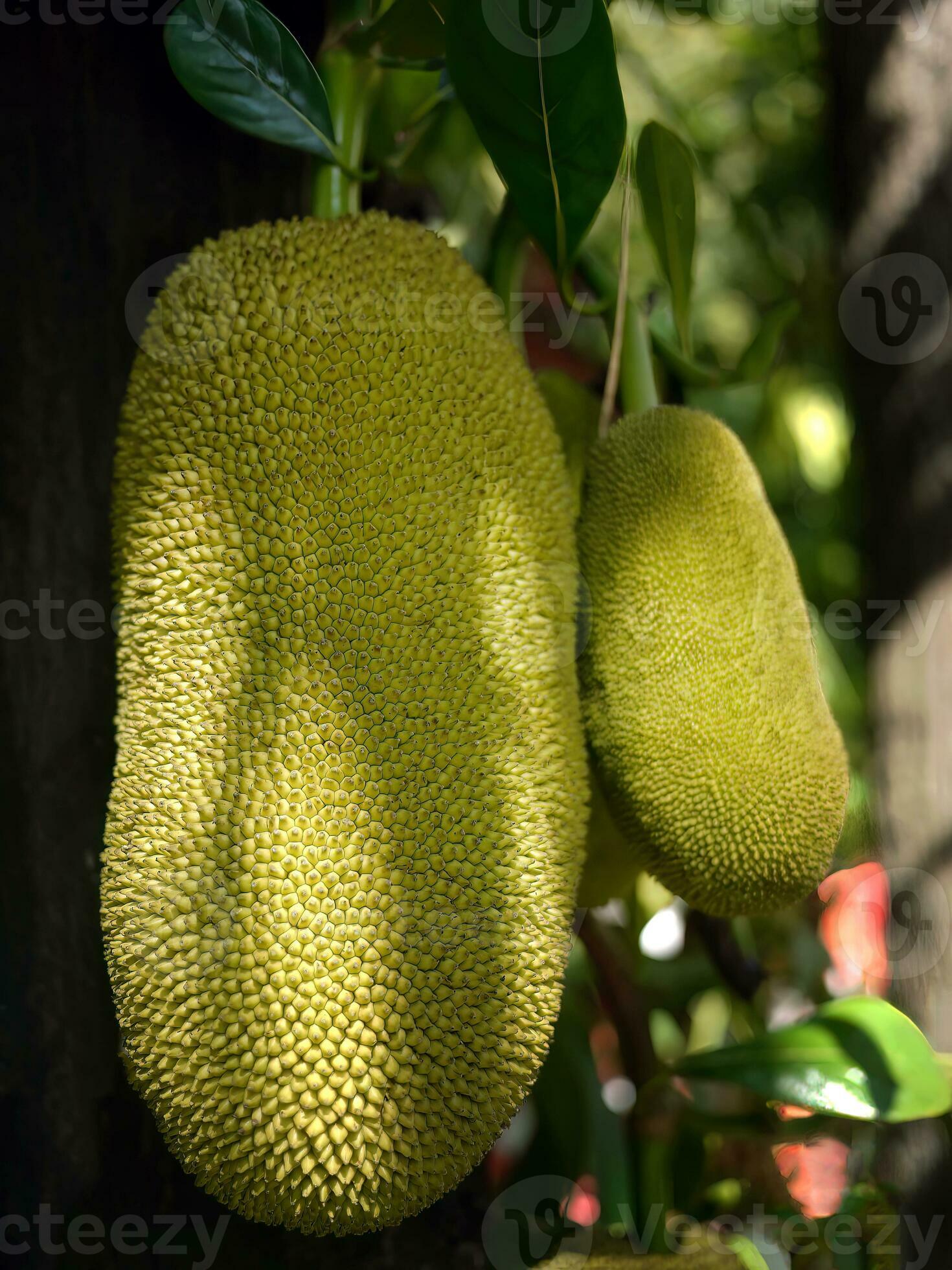 Close up giant in shape of unripe jackfruits hanging on the tree, jack tree, tropical fruits