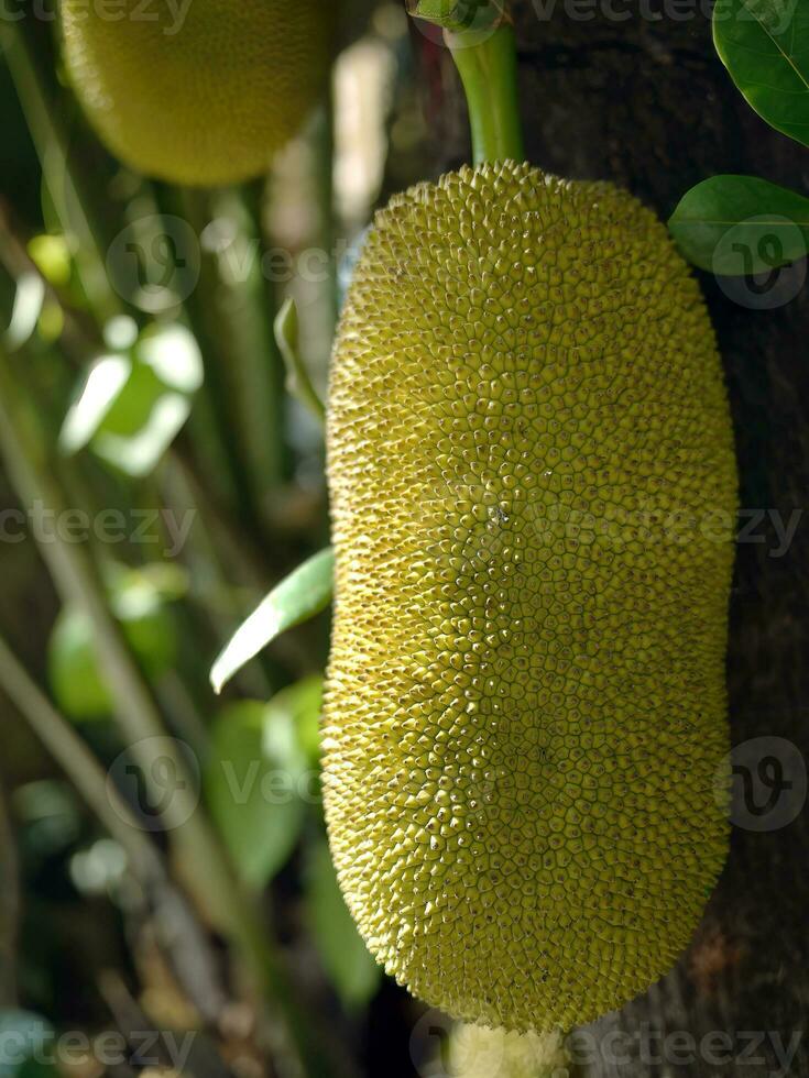 Close up giant in shape of unripe jackfruits hanging on the tree, jack tree, tropical fruits, scientific name Artocarpus heterophyllus photo