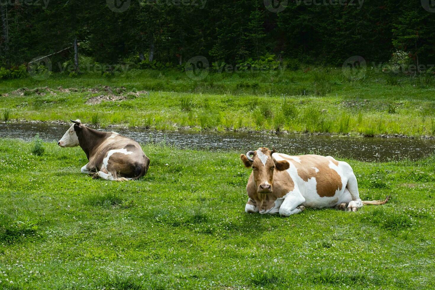 vacas manada pasto en prado por arroyo. foto