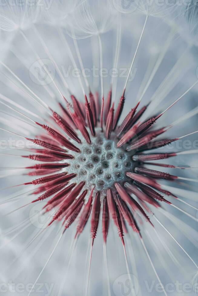 beautiful dandelion flowers in springtime photo