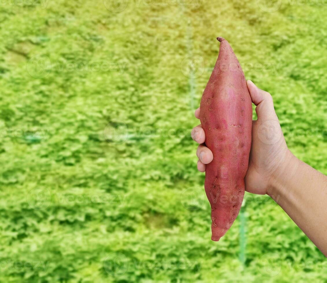 sweet potato in farmer's hands There is a glossy garden background. photo