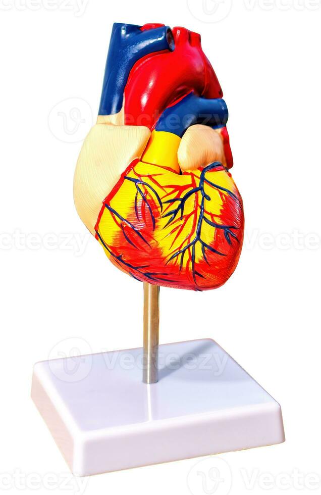 Isolated model of a human heart on blank background. photo