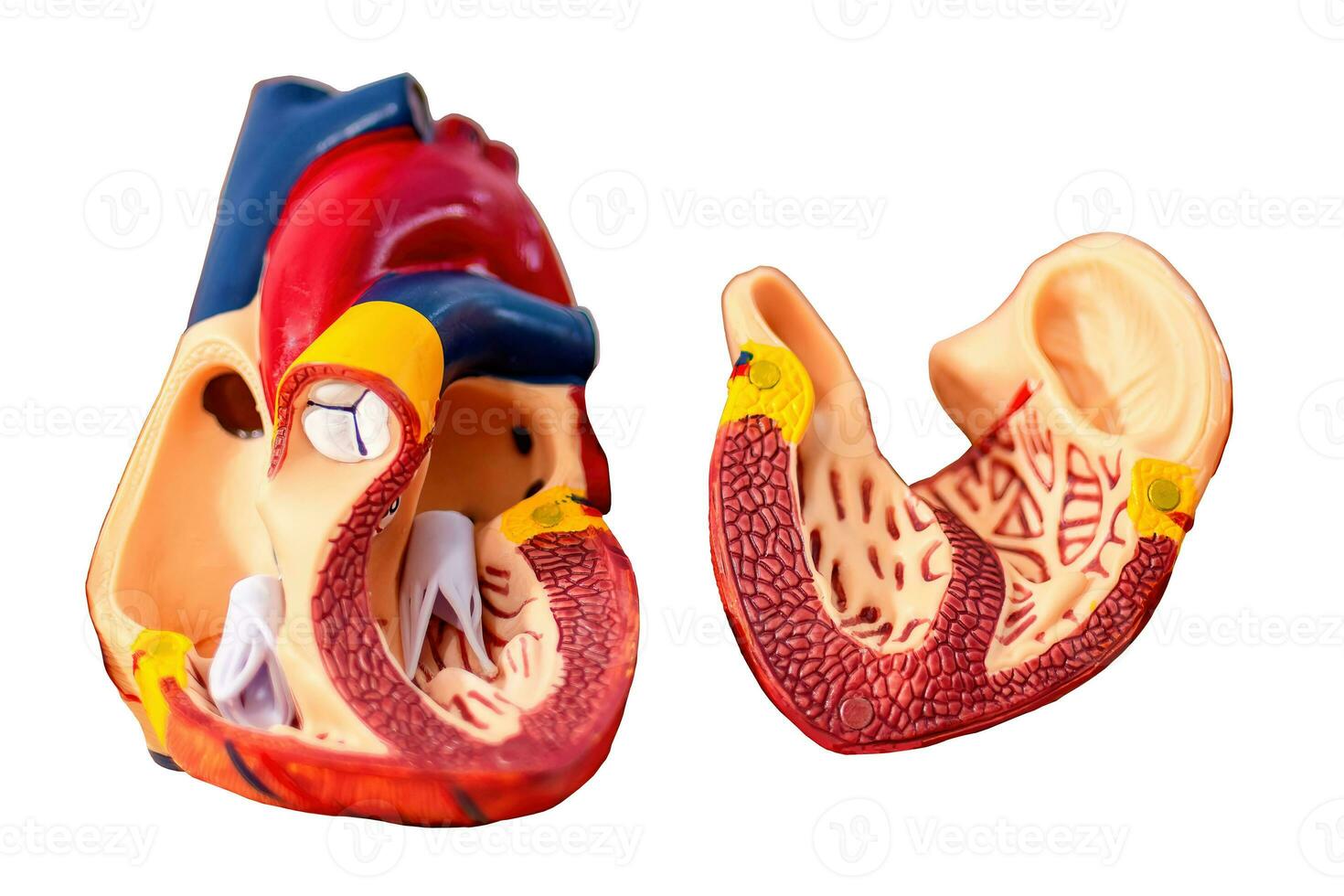 Open model of anatomical human heart showing inside, isolated. photo