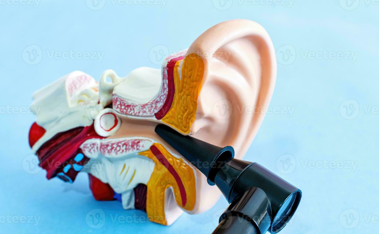 Anatomical ear model and medical device used to check the ears, otoscope. Prevention and hearing organ health concept. photo