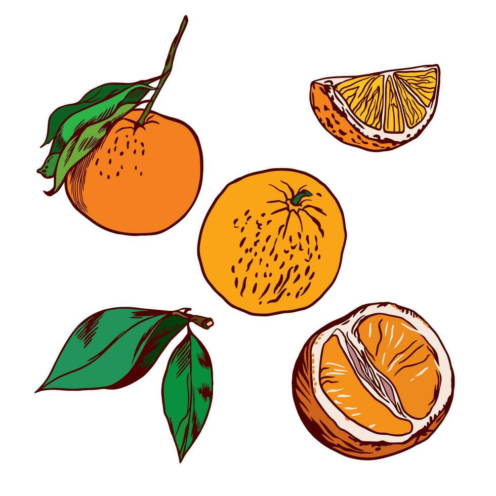 Orange fruit, leaves, orange slices. Orange vector illustration isolated on white background. Design element for packaging paper, labels and covers for food and cosmetic products.