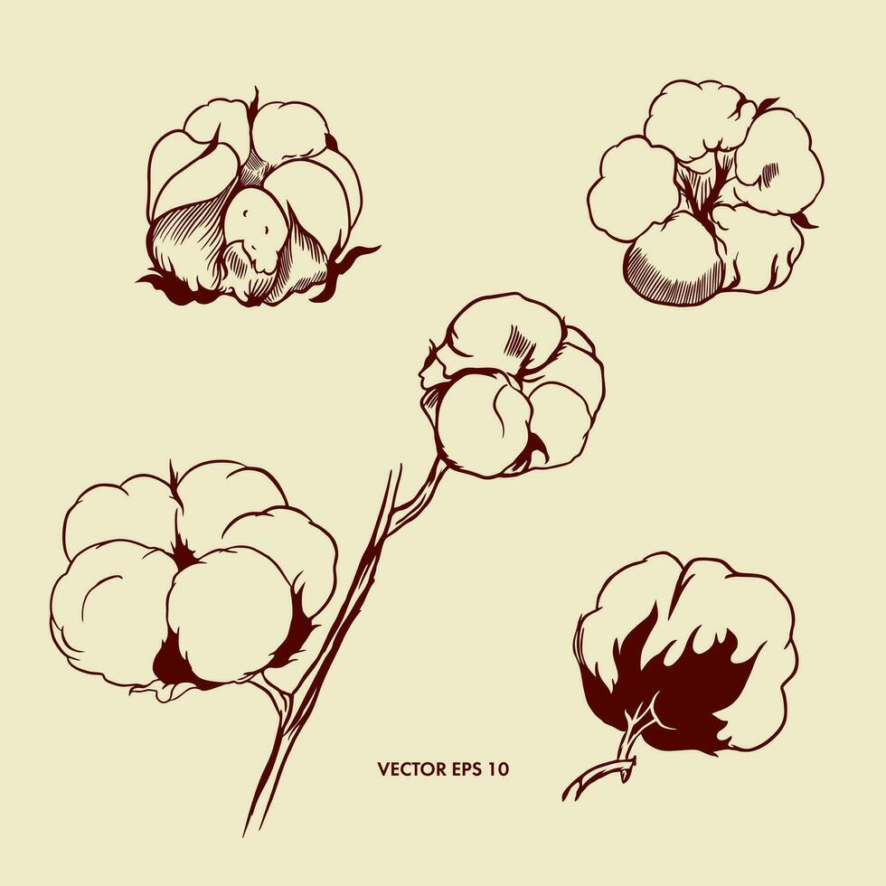 Vector illustration of a cotton plant in a graphic style. Flower and twig of cotton. Design element for wrapping paper, cosmetic product covers, packages.