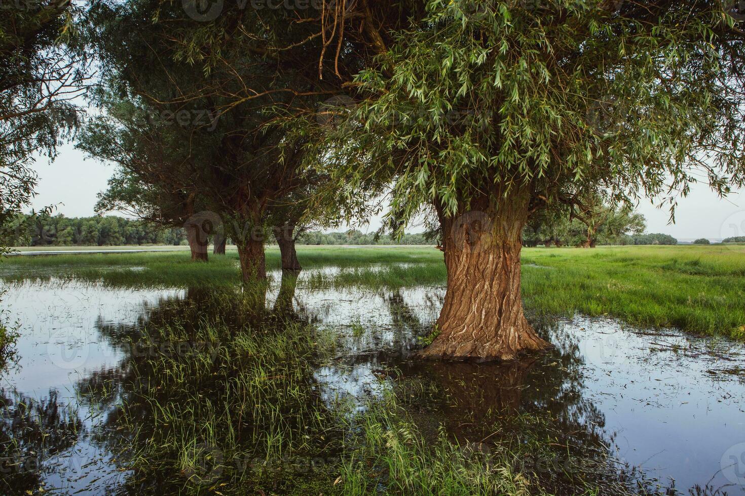 Landscape of a flooded meadow with trees in the foreground. Trees in the water following the flood as a result of global warming. photo
