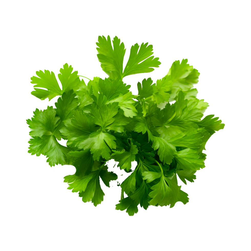 Parsley isolated on alpha layer Generative Ai png