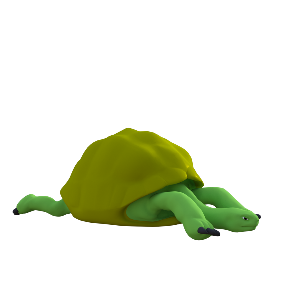 tortue animal isolé 3d png