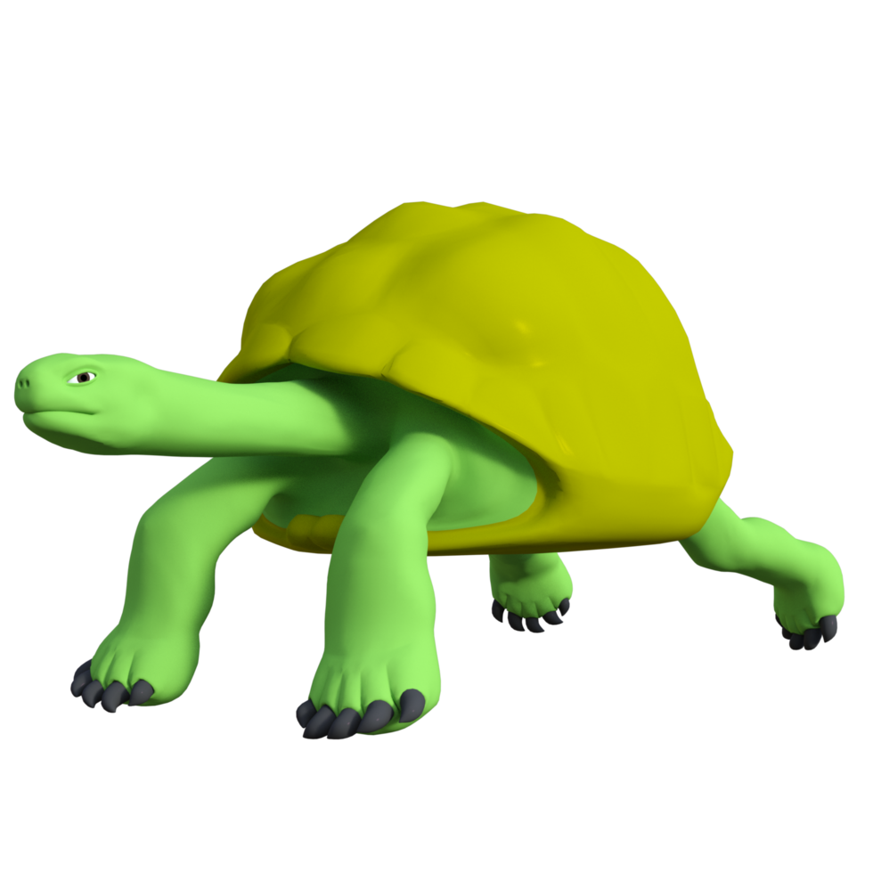 Tortuga animal aislado 3d png