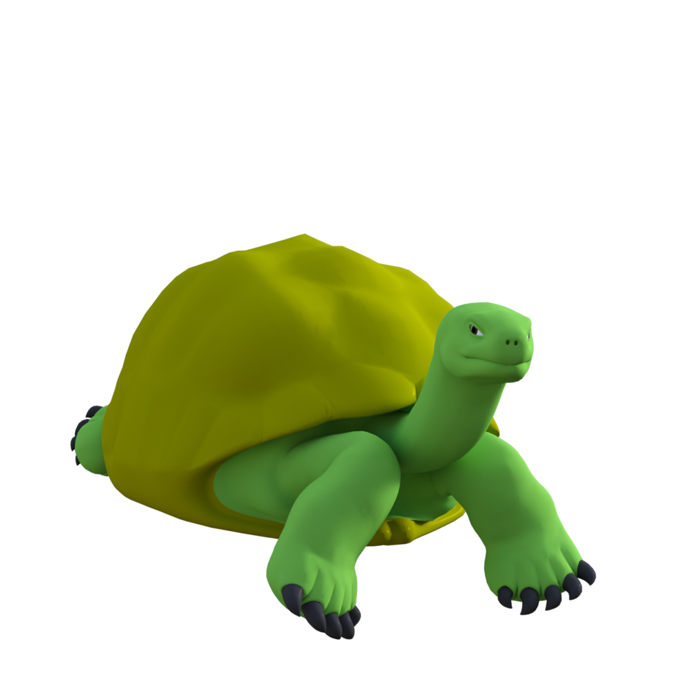 turtle animal isolated 3d png