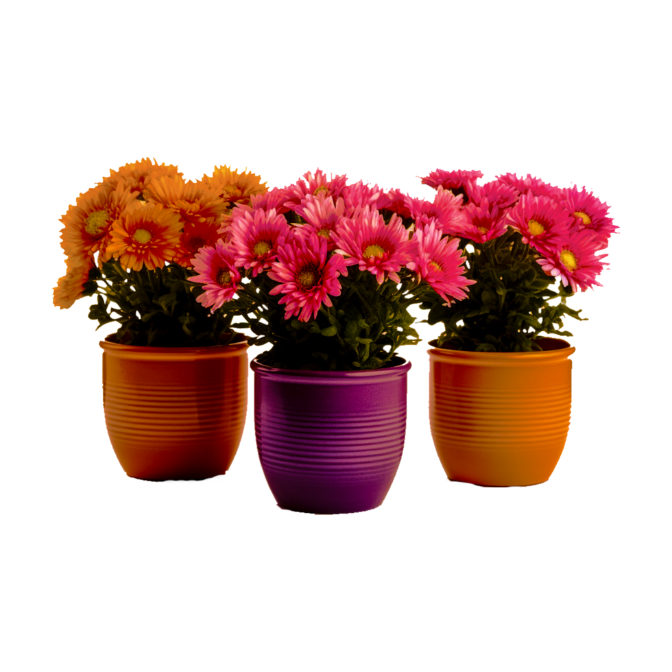 Flowerpot Houseplant, patio, color, window Box Generative Ai png