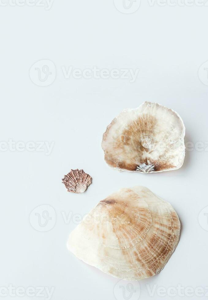 Seashells aesthetic. Minimalistic still life of sea shells. photo
