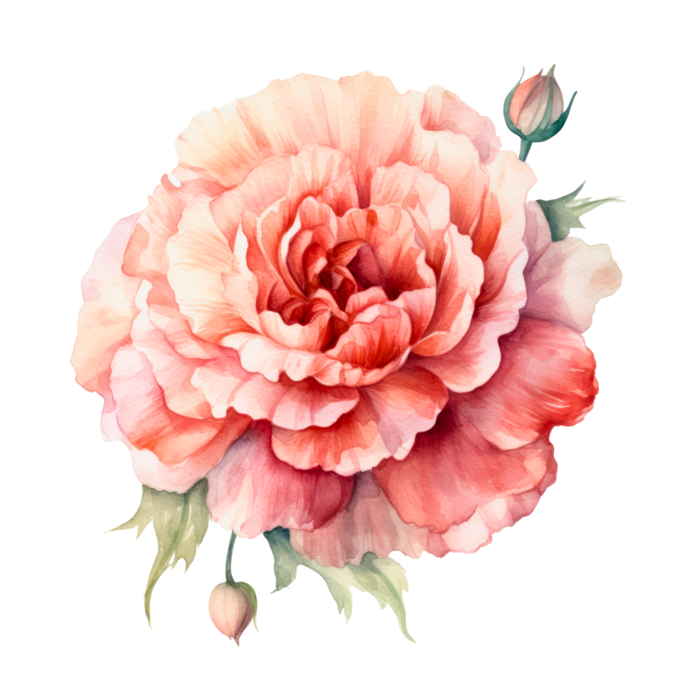ai generated clipart carnation bouquet painted with watercolor technique png