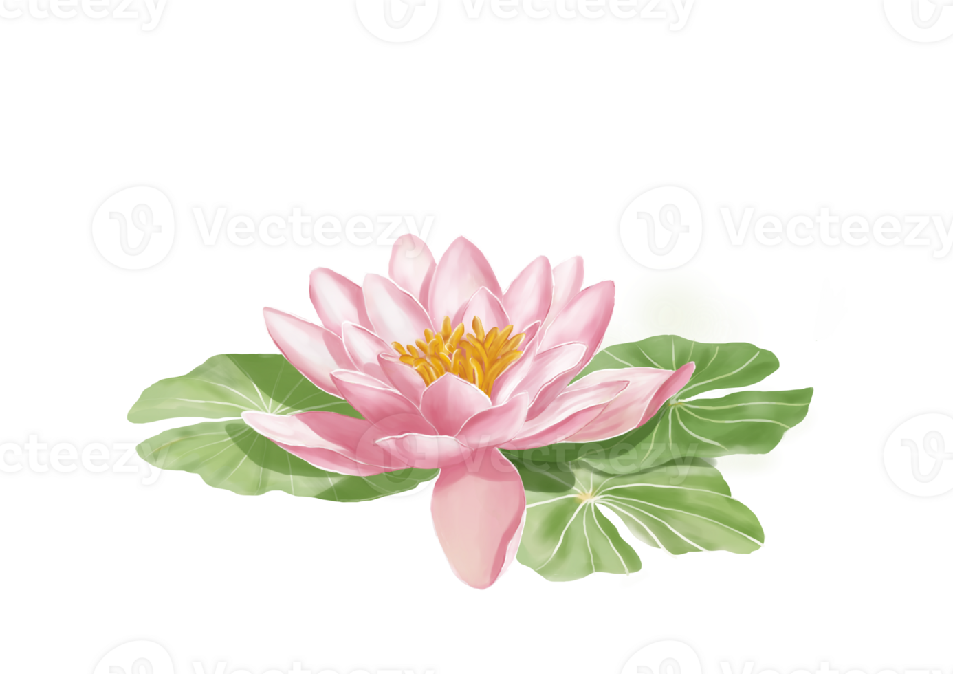 Pink lotus flower among with tree green lotus leaves. Hand draw and paint. Digital painting. png