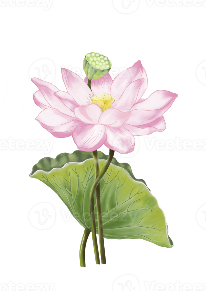 Hand digital draw and paint, big sweet pink color of Lotus with green leaf and small green seed pod. png