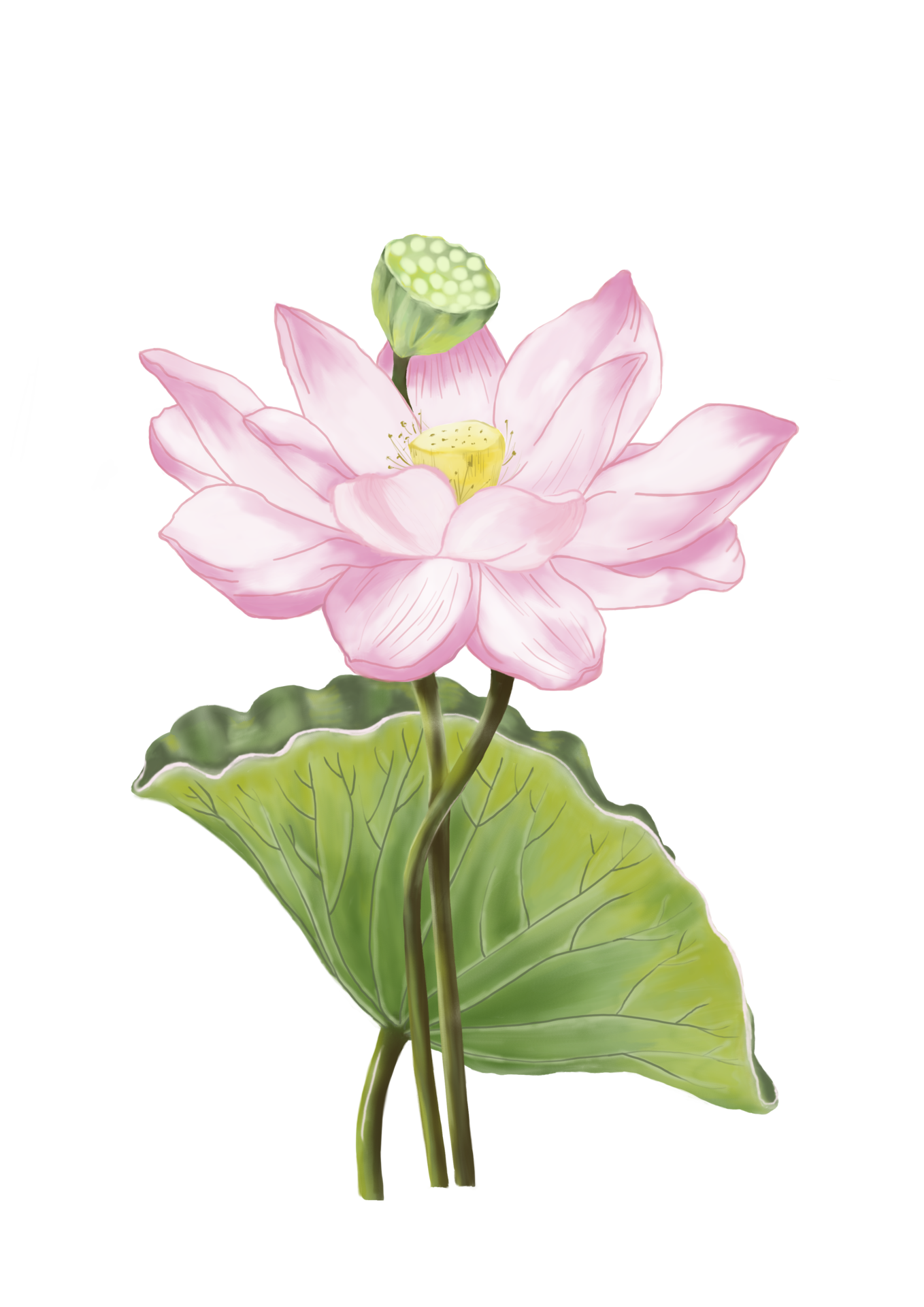 Hand digital draw and paint, big sweet pink color of Lotus with green