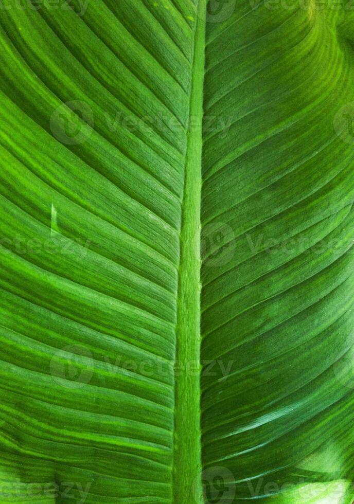 Green leaf texture close up. Natural pattern. photo