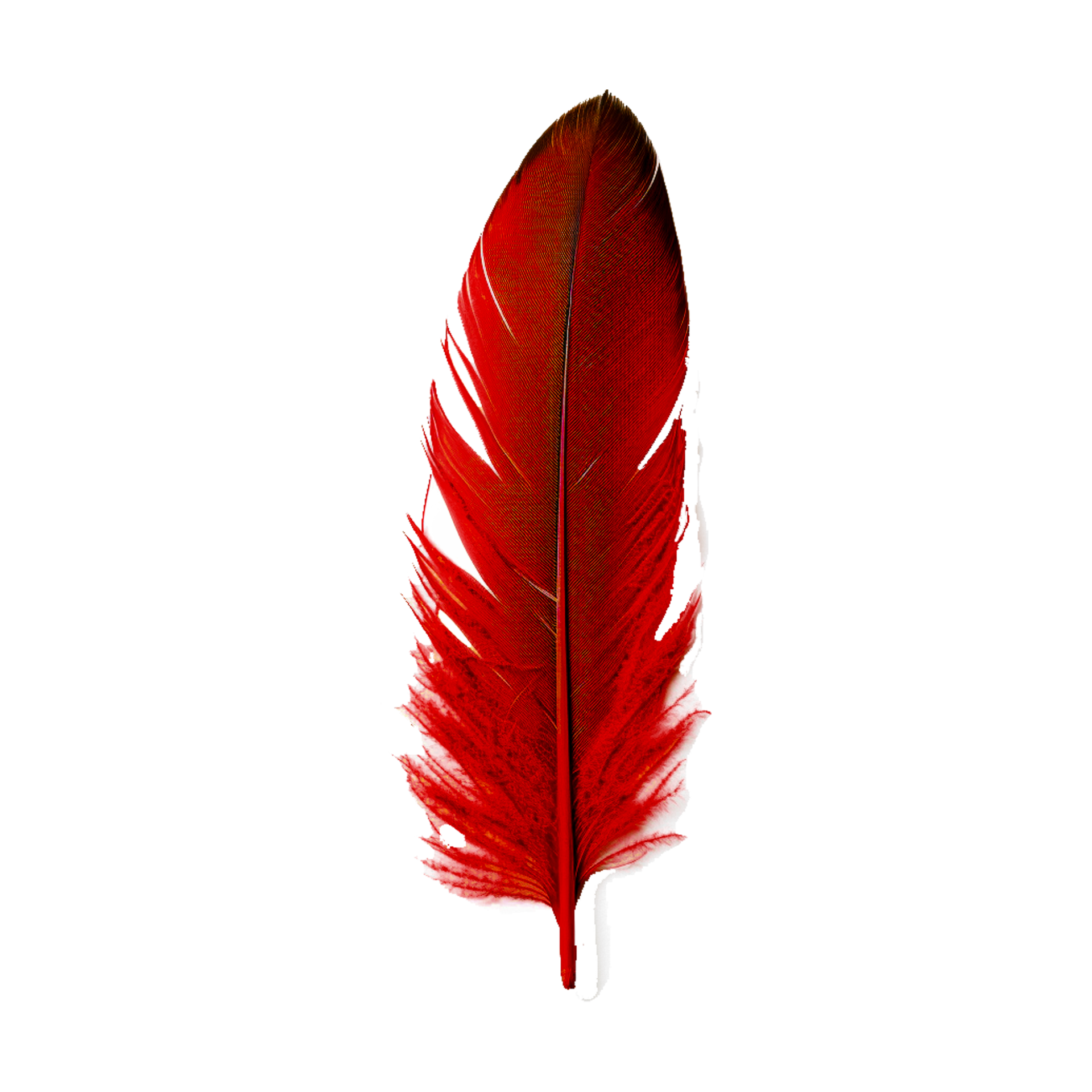 Leaf Northern cardinal Feather, Red Feather, leaf, feather Generative ...