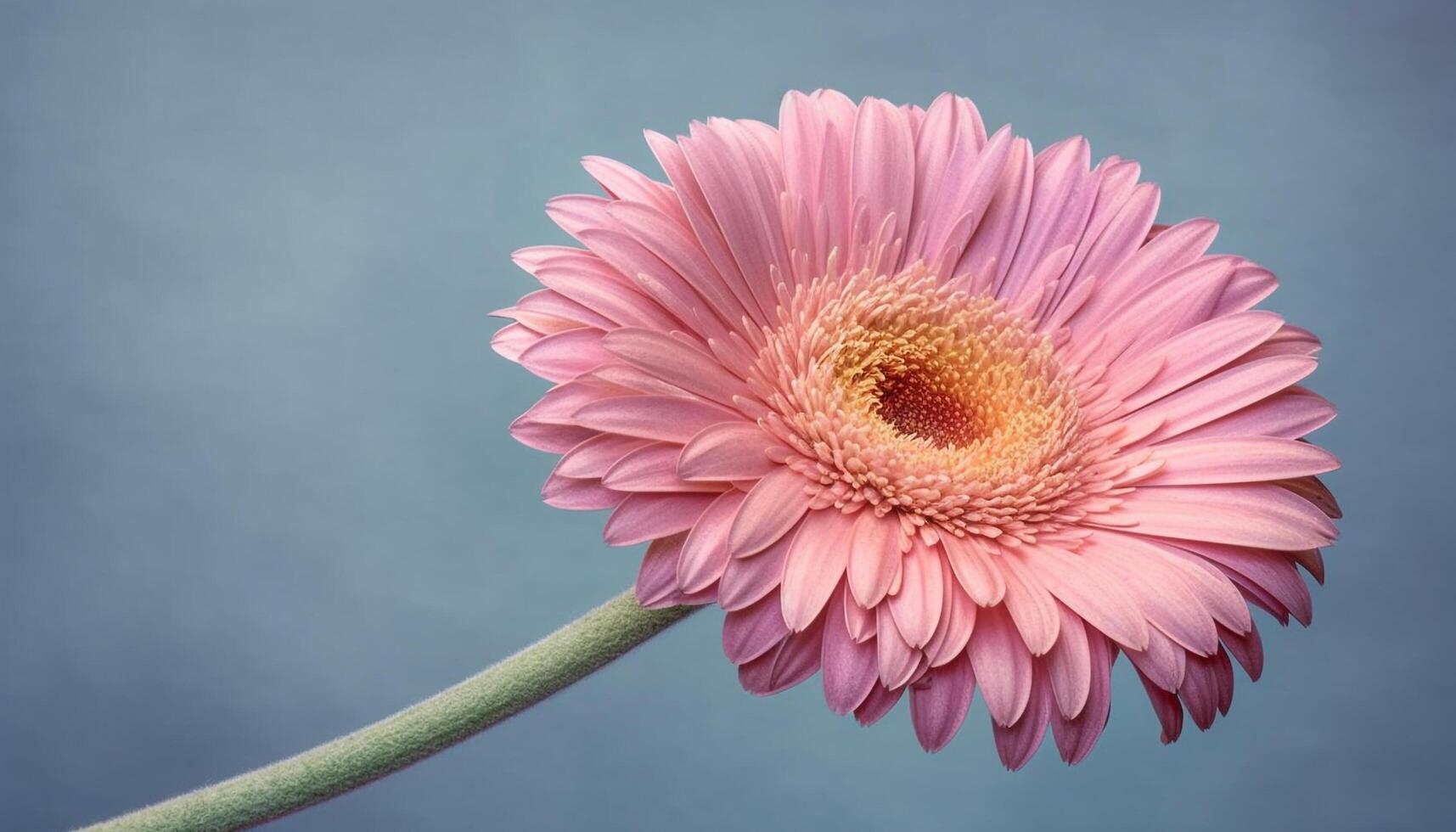 Vibrant chrysanthemum bouquet, a gift of love in nature beauty generated by AI photo