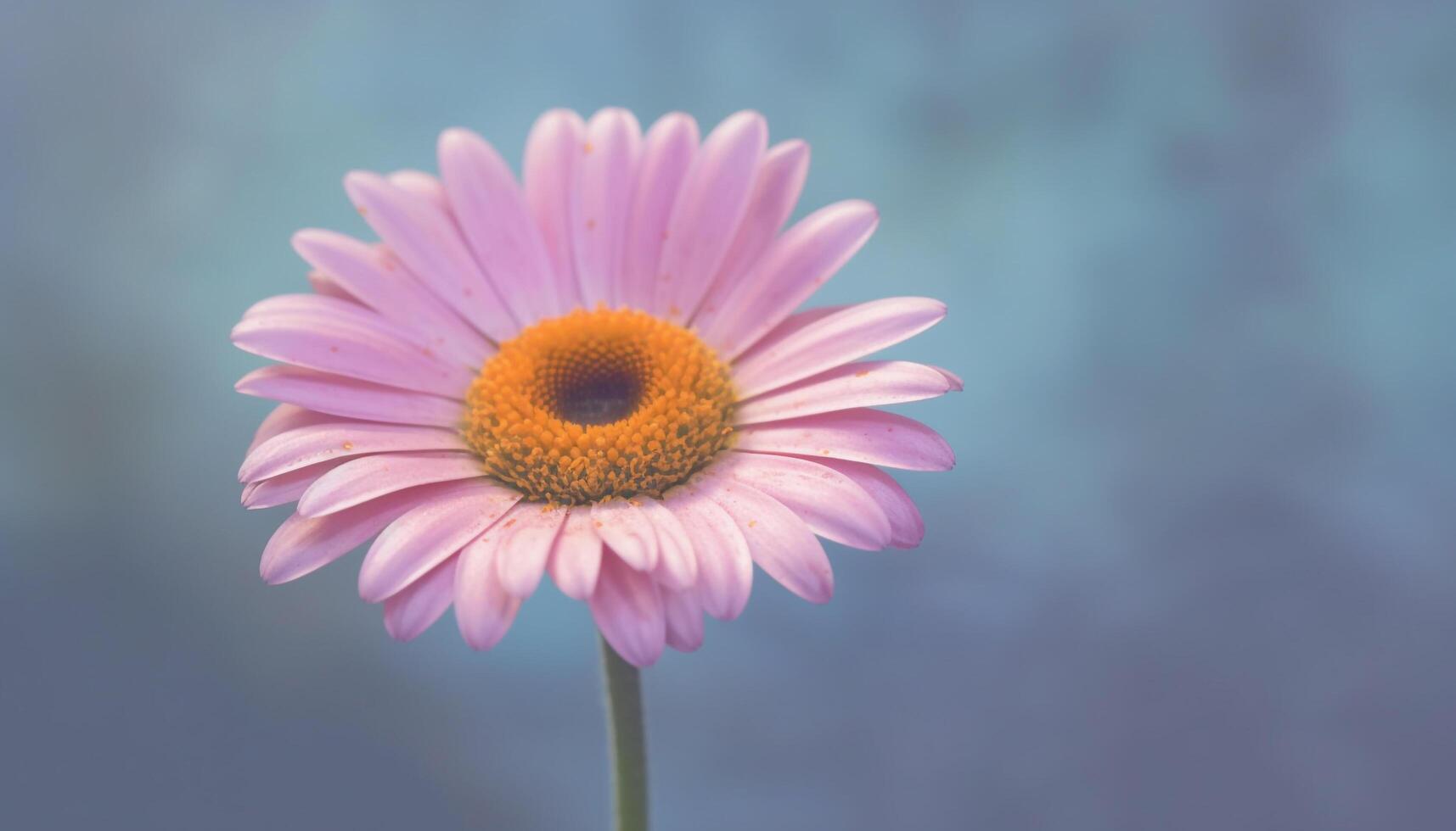 Vibrant cosmos bouquet, pink and yellow, in formal garden meadow generated by AI photo