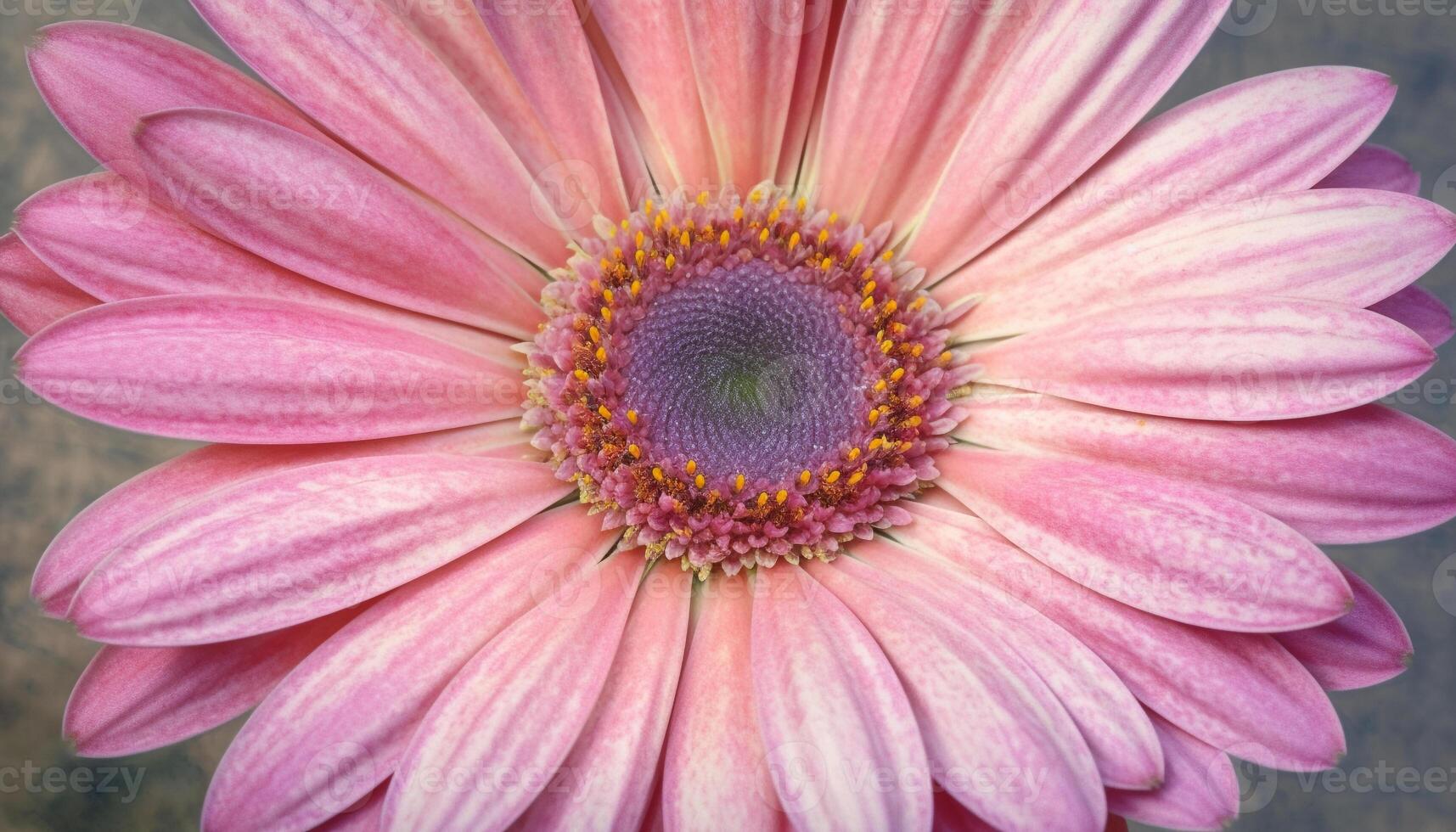 vibrante gerbera margarita, un soltero flor en un formal jardín generado por ai foto