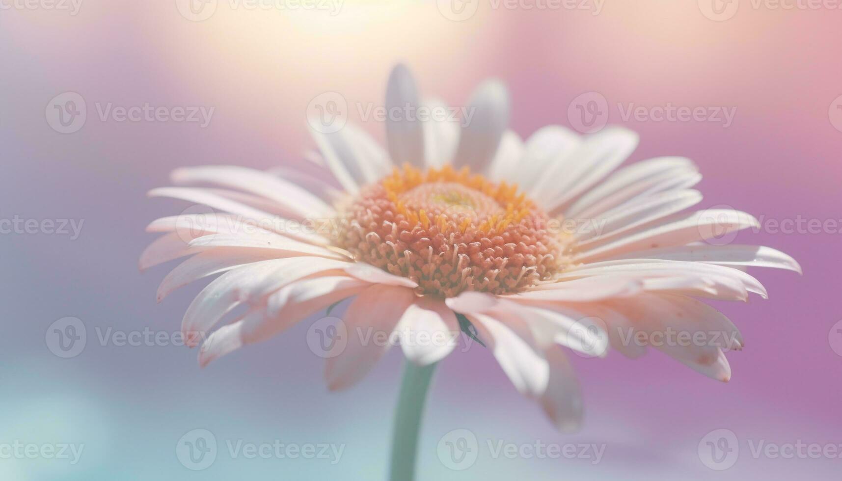 Vibrant chamomile beauty in nature, close up of delicate petals generated by AI photo
