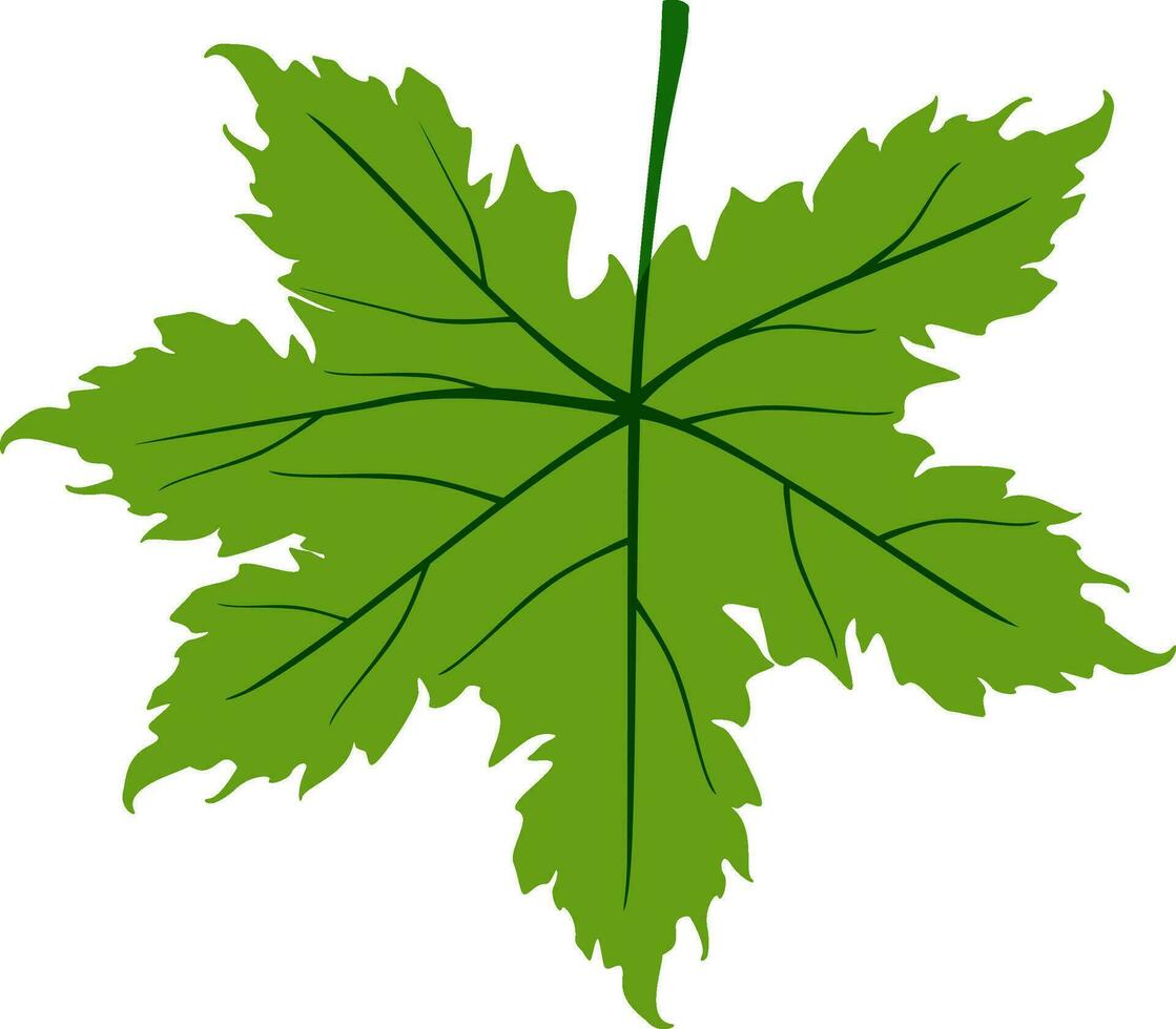 Isolated maple leaf in green color. vector