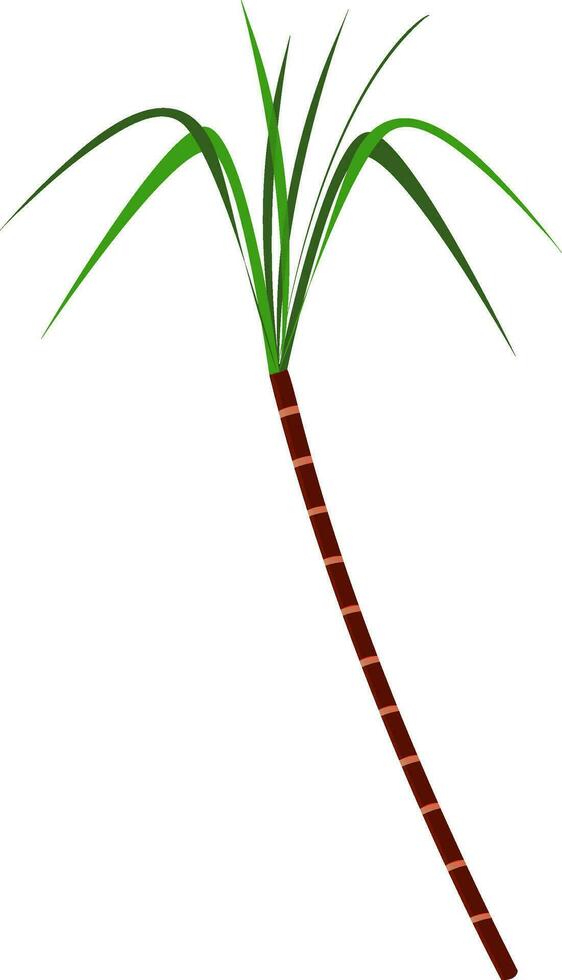 Illustration of sugarcane. vector