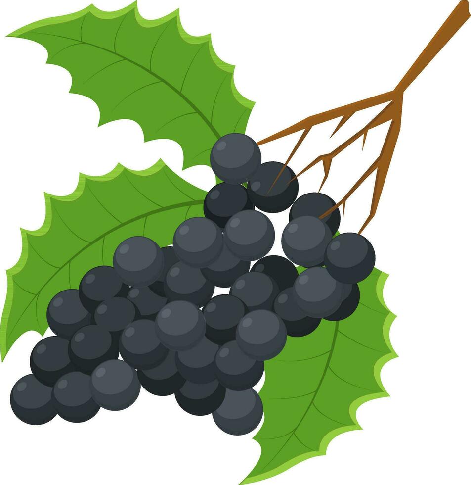 Illustration of grapes with leaves. vector