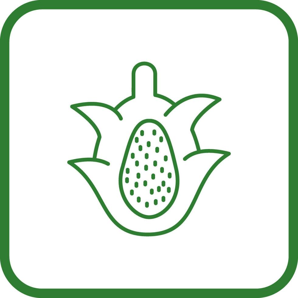 Dragon Fruit Vector Icon