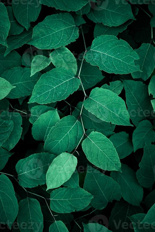 green japanese knotweed plant leaves in springtime, green background photo