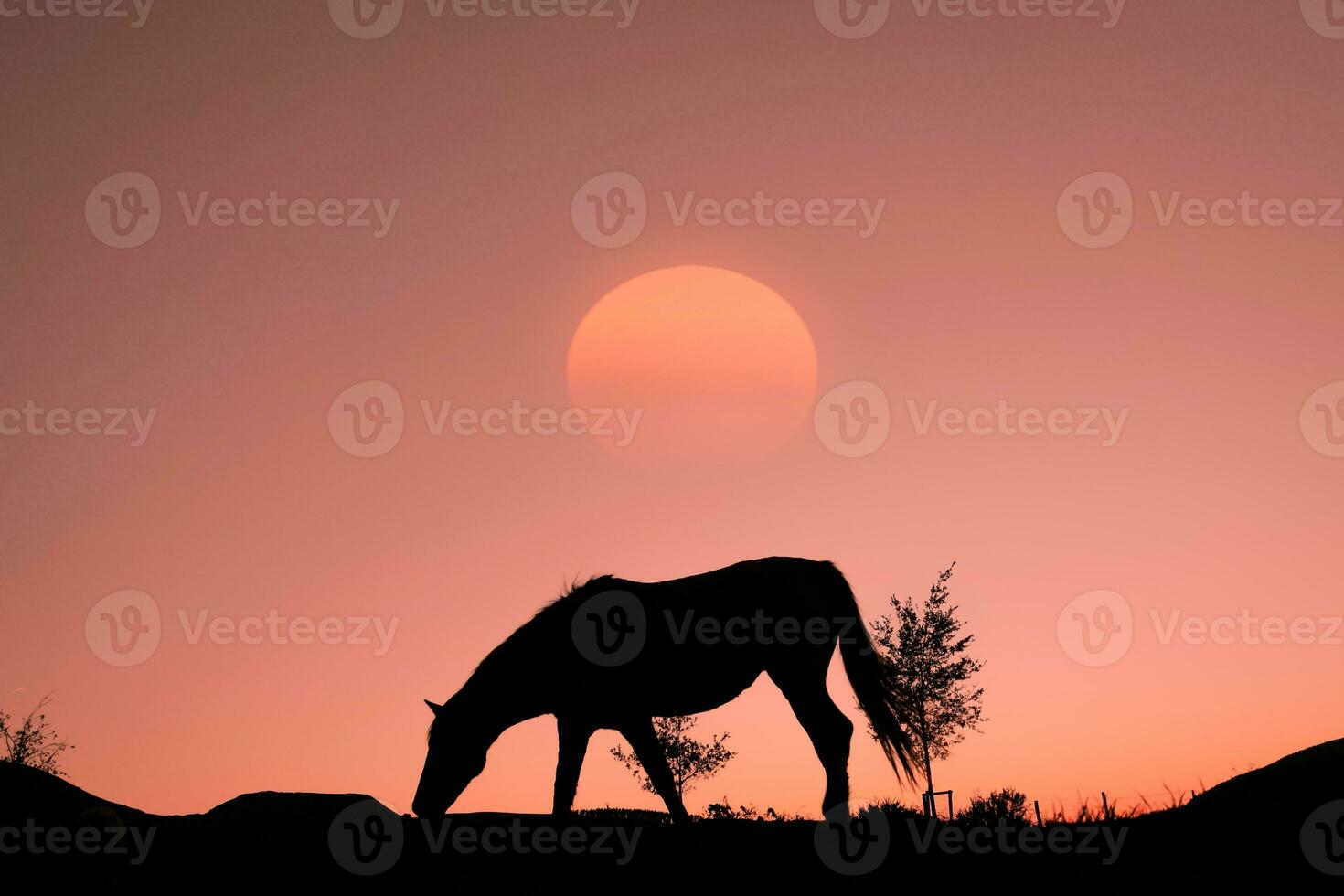 silueta de caballo en el campo y hermoso fondo de puesta de sol foto